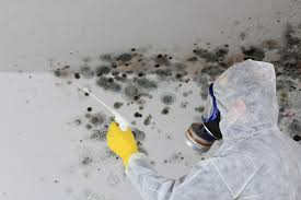 Best Environmental Consulting for Mold Prevention  in Lindsborg, KS